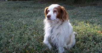 agnès pet sitter à LAU BALAGNAS 65400_1