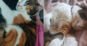 léa pet sitter à AMIENS 80000_1