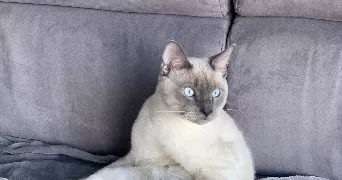 eva pet sitter à PLAISIR 78370