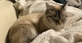 serena pet sitter à BOUTIGNY PROUAIS 28410_5