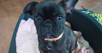 natacha pet sitter à BOURGES 18000_2