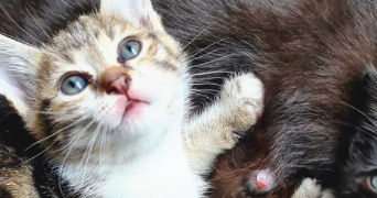 gwladys pet sitter à AUSSONNE 31840_8