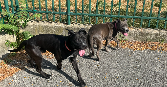 loan pet sitter à ST OUEN SUR SEINE 93400_2