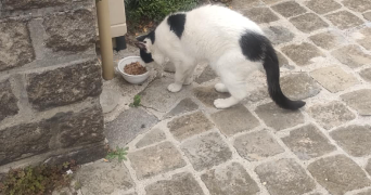edith pet sitter à FACHES THUMESNIL 59155_2