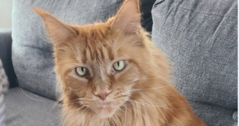 antoine pet sitter à PALAU DEL VIDRE 66690_3