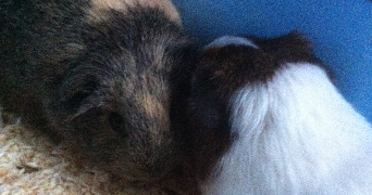 elodie pet sitter à HYERES 83400_3