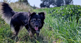 claire pet sitter à HOUPLINES 59116_3