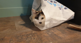 hugo pet sitter à GUERANDE 44350_5