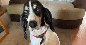 lou pet sitter à VERFEIL 31590_8