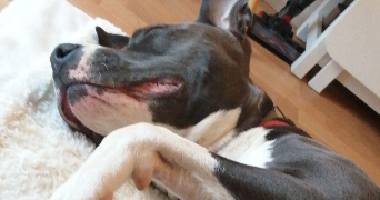 Eva pet sitter à Nancy 54000_3