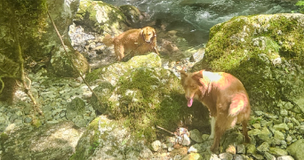 laurette pet sitter à PAU 64000_10