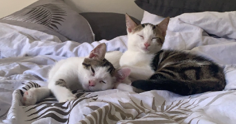 anaïs pet sitter à ANNECY 74960_2