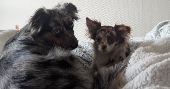 audrey  pet sitter à Fréjus 83600_4