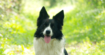 emeline  pet sitter à COURTONNE LA MEURDRAC 14100_2