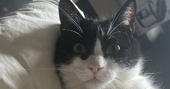 sarah pet sitter à ALFORTVILLE 94140_3