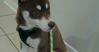 imane pet sitter à CHEVIGNY ST SAUVEUR 21800_3