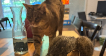 chléa pet sitter à NANTES 44300_6