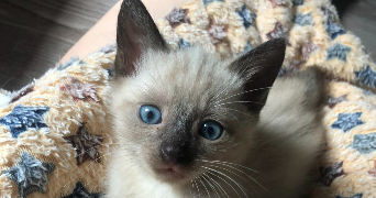 mélody pet sitter à LIMOGES 87100_1