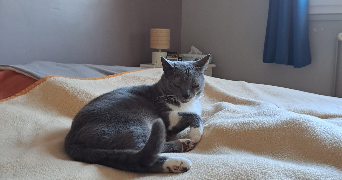 nicolas pet sitter à LIVRY-GARGAN 93190_4