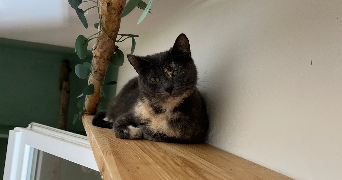 alice cat sitter à CRAINTILLEUX 42210_4