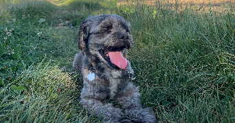 nell pet sitter à Villiers-sur-Morins 77580_1