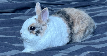 axelle pet sitter à POMOY 70240_3