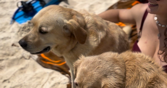 florianna pet sitter à Alfortville 94140_6