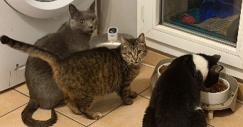 carolane pet sitter à POMPONNE  77400_8