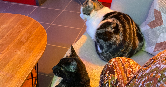 marine pet sitter à VALENCIENNES 59300_1