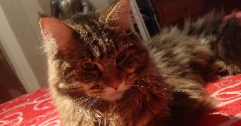 karine pet sitter à CHAMPIGNY SUR MARNE 94500_7