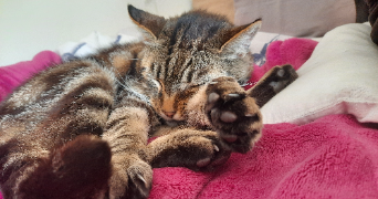 méline pet sitter à METZ 57050_1