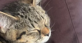 mehdi pet sitter à ROUBAIX 59100