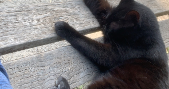 sifdine pet sitter à ST FONS 69190_2