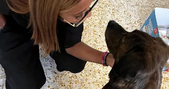 lauren pet sitter à NIMES 30000