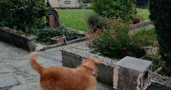 elodie pet sitter à SILLINGY 74330_1
