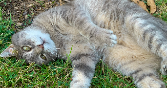 evy pet sitter à VERSAILLES 78000_4