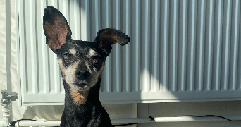 anais pet sitter à NANTERRE 92000_2