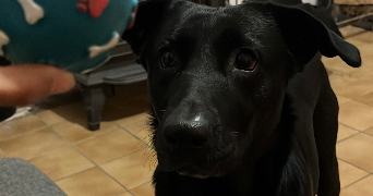 maurane pet sitter à CASTELNAU LE LEZ 34170_1