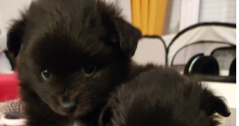 margot pet sitter à ERCE EN LAMEE 35620_3