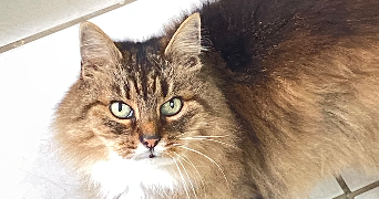 valentin pet sitter à Avesnes les aubert 59129_2