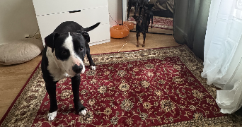 justine pet sitter à PARIS 18 75018_10