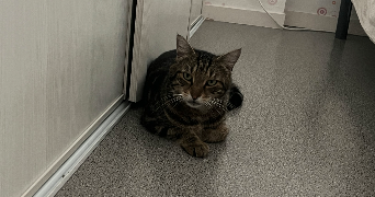mickaela pet sitter à Saint brieuc 22000_8