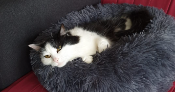 jessica pet sitter à BOUSBECQUE 59166_2