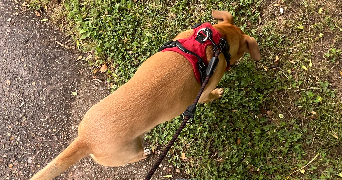 sarah pet sitter à PARIS 12 75012_3
