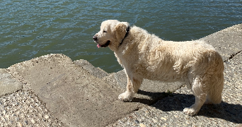 séverine pet sitter à TOULOUSE 31000_3