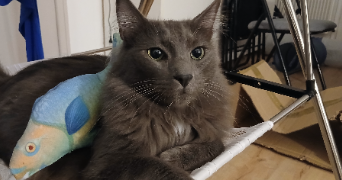 elisa pet sitter à NIMES 30000_0