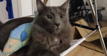 elisa pet sitter à NIMES 30000