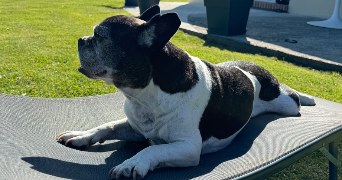 mathilde pet sitter à SACLAY 91400_1