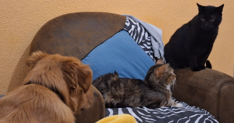 delphine pet sitter à VILLEDIEU 84110_0