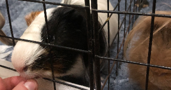 anaïs pet sitter à MARCY L ETOILE 69280_3